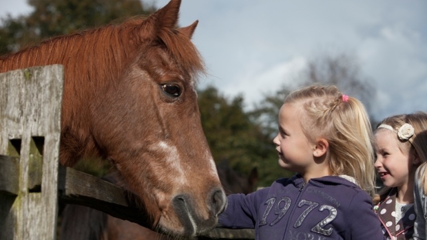 Meisje knuffelt met een van de bejaarde paarden bij het Gagelgat in Soest